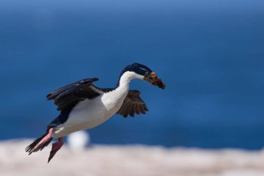 Falkland Adaları 'ndaki Deniz Aslanı Adası' nda yuva malzemesi olarak kullanılacak bitki örtüsünü taşıyan uçuşta Imperial Shag (Phalacrocorax atriceps albiventer)