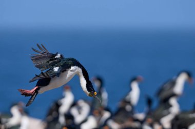 İmparatorluk Shag (Phalacrocorax atriceps albiventer) Falkland Adası 'ndaki Sea Lion Adası' nda üreyen bir koloniye iniyor.