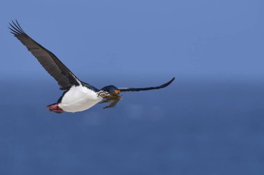 Falkland Adaları 'ndaki Deniz Aslanı Adası' nda yuva malzemesi olarak kullanılacak bitki örtüsünü taşıyan uçuşta Imperial Shag (Phalacrocorax atriceps albiventer)