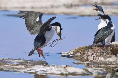 Falkland Adaları 'ndaki Deniz Aslanı Adası kıyısında Imperial Shag' in (Phalacrocorax atriceps albiventer) üreme kolonisi..