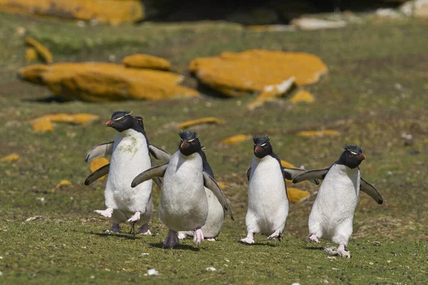 Rockhopper Penguins Eudyptes Chrysocome Camminando Saltando Attraverso Pendio Erboso Raggiungere — Foto Stock