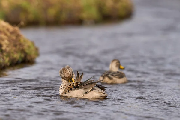 Mallard Ducks Anas Platyrhynchos Swimming Pond Slimbridge Gloucestershire United Kingdom — Stock Photo, Image