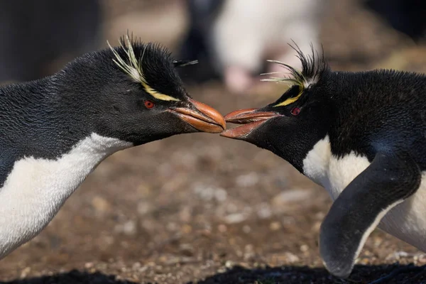 Pinguins Rockhopper Eudyptes Chrysocome Seu Local Nidificação Nas Falésias Ilha — Fotografia de Stock