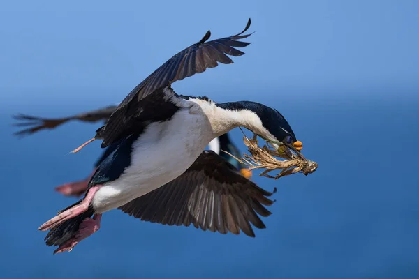 Имперский Шаг Phalacrocorax Atriceps Albiventer Полете Растительностью Которая Будет Использоваться — стоковое фото