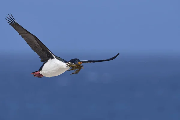 フォークランド諸島のシーライオン島の営巣材料として使用される植生を運ぶ飛行中のインペリアル シャグ Phalacrocorax Atriceps Albiventer — ストック写真