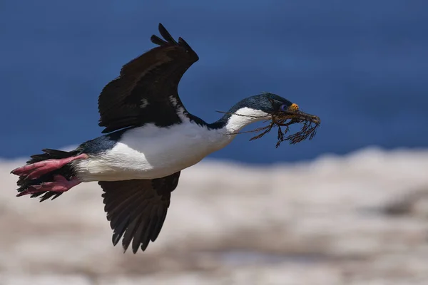 Imperial Shag Phalacrocorax Atriceps Albivender Πτήσει Μεταφέροντας Βλάστηση Για Χρησιμοποιηθεί — Φωτογραφία Αρχείου