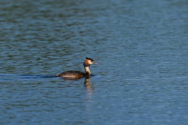 Great Crested Grebe (Podiceps kristali) Somerset, İngiltere 'deki Ham Wall' da bir göl üzerinde.