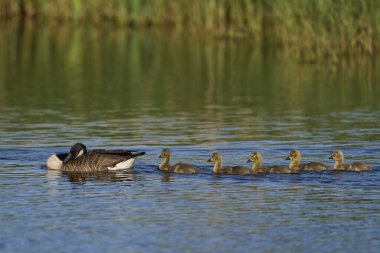 Dişli Ördek (Lophonetta specularioides specularioides), Falkland Adaları 'ndaki Carcass Adası kıyısı boyunca yüzen yumurtadan yeni çıkmış yavrularla birlikte..