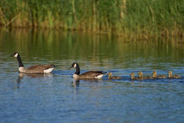 Dişli Ördek (Lophonetta specularioides specularioides), Falkland Adaları 'ndaki Carcass Adası kıyısı boyunca yüzen yumurtadan yeni çıkmış yavrularla birlikte..