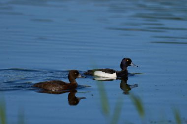 Tepeli Ördek görünümü (Lophonetta specularioides specularioides) 