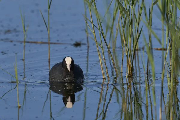Folaga Eurasiatica Fulica Atra Che Nuota Lago Nella Riserva Naturale — Foto Stock