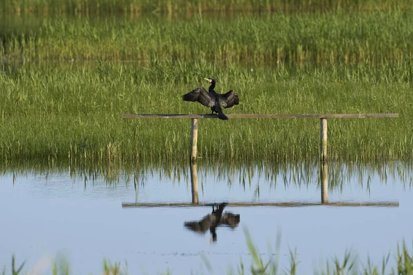 Kormorán Phalacrocorax Carbo Křídly Roztaženými Sucha Dřevěném Bidýlku Přírodní Rezervaci — Stock fotografie