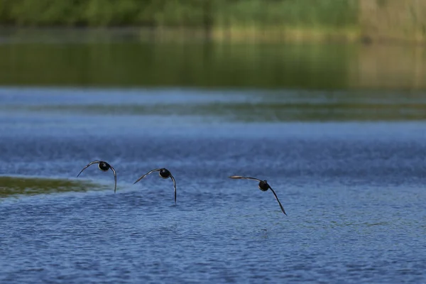 Königskormoran Phalacrocorax Atriceps Albiventer Fliegt Entlang Der Küste Von Bleaker — Stockfoto
