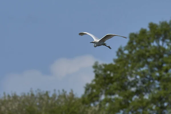 Grey Heron Ardea Cinerea Flying Woodland Ham Wall Somerset England — Stock Photo, Image