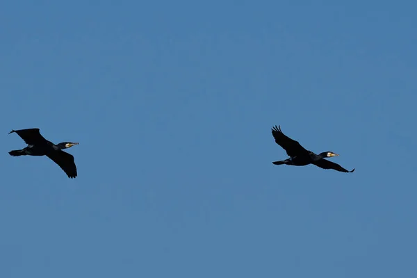 Kormoranpaar Phalacrocorax Carbo Fliegt Über Ein Naturschutzgebiet Ham Wall Somerset — Stockfoto