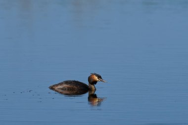 Great Crested Grebe (Podiceps kristali) Somerset, İngiltere 'deki Ham Wall' da bir göl üzerinde.