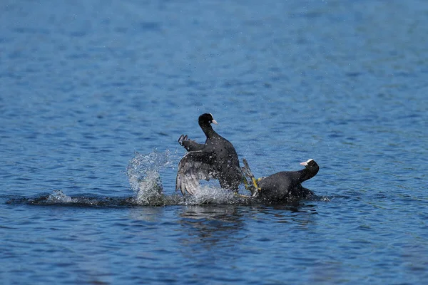 Morue Eurasienne Fulica Atra Battant Sur Lac Ham Wall Réserve — Photo