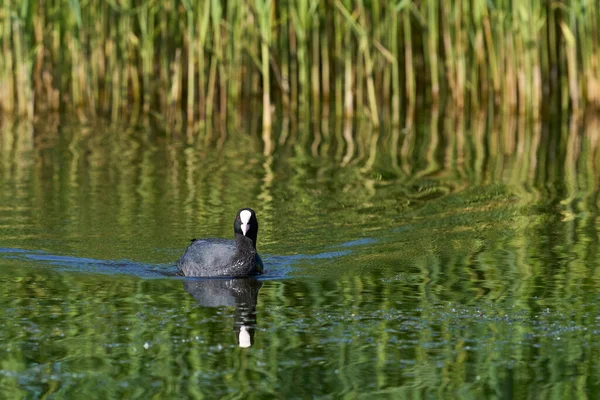 Blässhühner Fulica Atra Schwimmen Auf Einem See Naturschutzgebiet Ham Wall — Stockfoto
