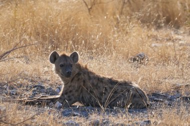 Hyaena (Crocuta crocuta) Namibya 'daki Etosha Ulusal Parkı' nda yerde dinlenirken görüldü.