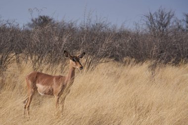 Siyah yüzlü Impala (Aepyceros melampus petersi) Etosha Ulusal Parkı, Namibya