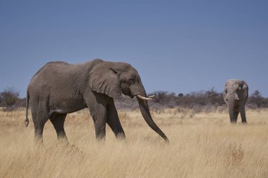 Büyük erkek Afrika Fili (Loxodonta africana), Namibya 'daki Etosha Ulusal Parkı' nın kurak arazisinde besleniyor.