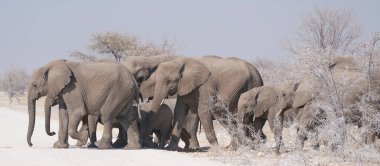 Bir grup Afrika fili (Loxodonta africana), Namibya 'daki Etosha Ulusal Parkı' ndaki bir su birikintisine giderken çakıllı bir yoldan geçiyorlar.