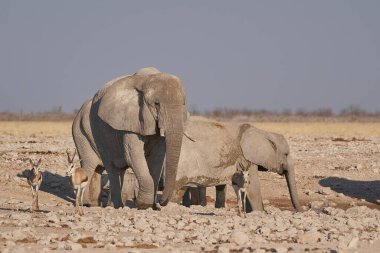 Group of African Elephant (Loxodonta africana) at a waterhole in Etosha National Park, Namibia