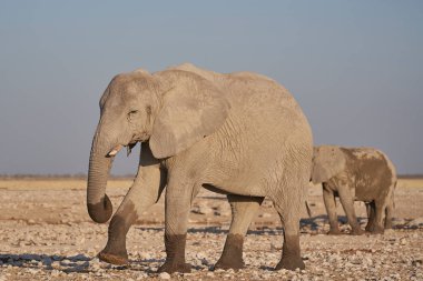 Group of African Elephant (Loxodonta africana) at a waterhole in Etosha National Park, Namibia