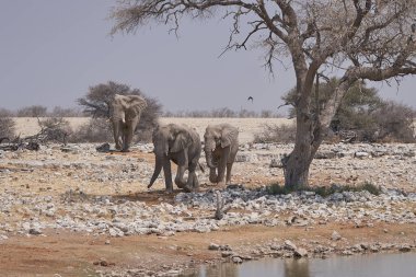 African elephant (Loxodonta africana) approaching a waterhole in Etosha National Park, Namibia