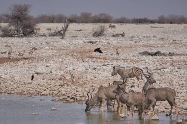 Erkek Büyük Kudu (Tragelaphus strepsiceros) grubu, Namibya 'daki Etosha Ulusal Parkı' ndaki bir su birikintisinde içki içiyor.