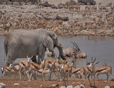 African elephants (Loxodonta africana) at a crowded waterhole in Etosha National Park, Namibia