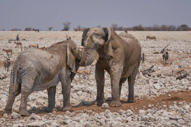 African Elephant (Loxodonta africana) sparring against each other at a waterhole in Etosha National Park, Namibia