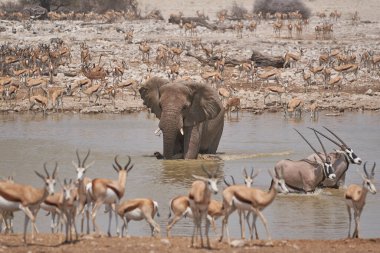 African elephants (Loxodonta africana) at a crowded waterhole in Etosha National Park, Namibia