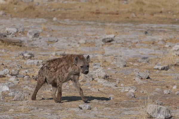Gefleckte Hyäne Crocuta Crocuta Auf Streifzug Etosha Nationalpark Namibia — Stockfoto