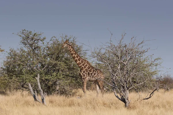 纳米比亚埃托沙国家公园干旱林地中的长颈鹿 长颈鹿 — 图库照片