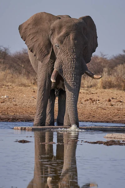 在纳米比亚埃托沙国家公园的一个水坑 一只雄性非洲象 Loxodonta Africana — 图库照片
