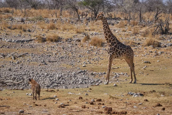 在纳米比亚的埃托沙国家公园 斑点鬣蜥 Crocuta Crocuta Crocuta 和长颈鹿 Giraffidae 一起在一个水坑里冷却 试图喝水 — 图库照片