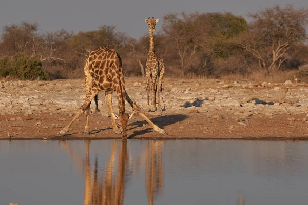 Giraffe Giraffa Camelopardalis Stoops Drink Waterhole Etosha National Park Namibia — Stock Photo, Image