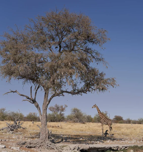 Zsiráf Giraffa Camelopardalis Között Száraz Erdő Etosha Nemzeti Park Namíbia — Stock Fotó