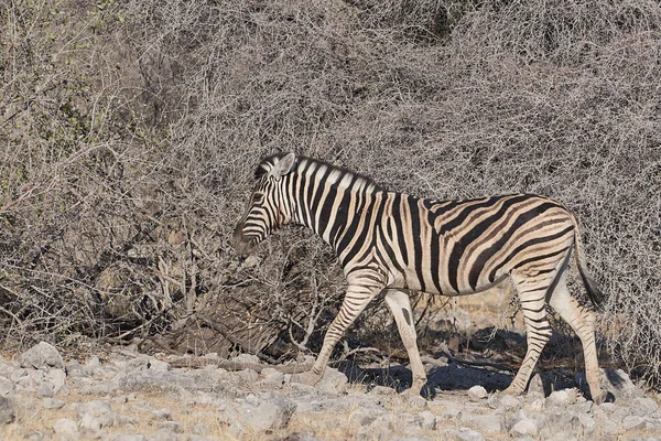 Zebra Burchella Equus Burchellii Przechodząca Obok Krzewów Pokrytych Białym Pyłem — Zdjęcie stockowe