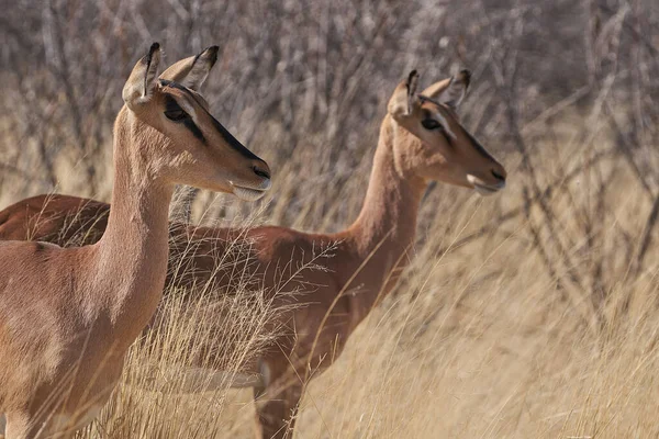 Impala Černou Tváří Aepyceros Melampus Petersi Národním Parku Etosha Namibie — Stock fotografie
