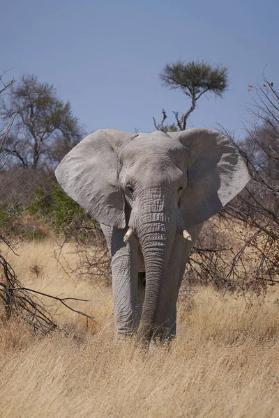 Grand Éléphant Afrique Mâle Loxodonta Africana Nourrissant Dans Paysage Aride — Photo