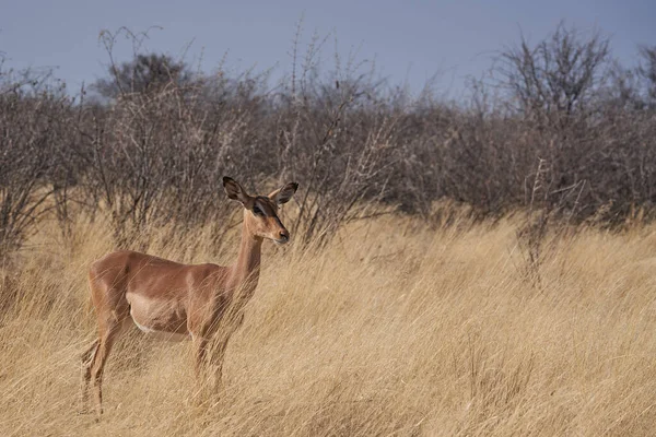Μαυροπρόσωπη Impala Aepyceros Melampus Petersi Στο Εθνικό Πάρκο Etosha Ναμίμπια — Φωτογραφία Αρχείου