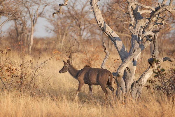 Kvinnliga Större Kudu Tragelaphus Strepsiceros Promenader Genom Skog Etosha Nationalpark — Stockfoto