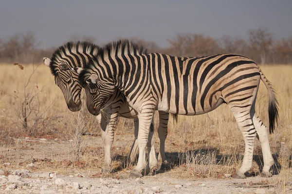 Зебра Бурчелла Equus Burchellii Взаимодействующая Национальном Парке Этоша Намибия — стоковое фото