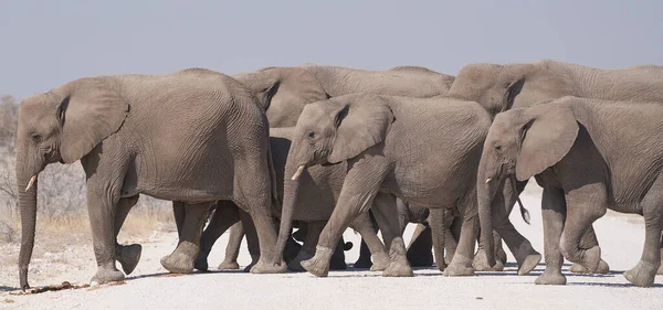 Groep Afrikaanse Olifanten Loxodonta Africana Die Een Grindweg Oversteken Weg — Stockfoto