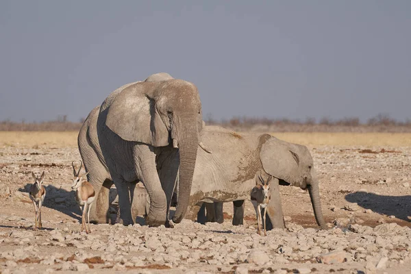 Группа Африканских Слонов Loxodonta Africana Водопоя Национальном Парке Этоша Намибия — стоковое фото