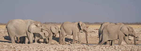 Группа Африканских Слонов Loxodonta Africana Водопоя Национальном Парке Этоша Намибия — стоковое фото