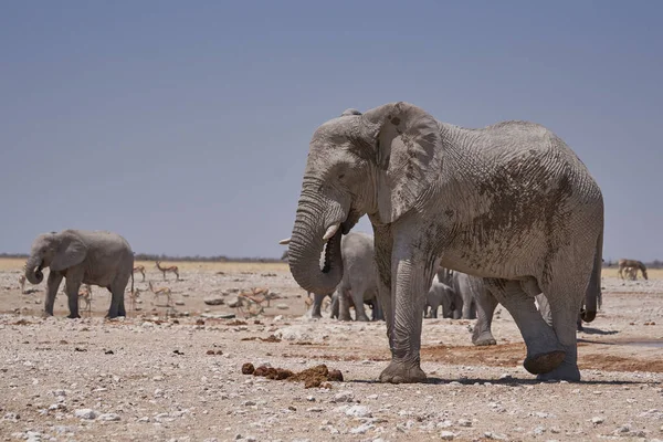 Африканские Слоны Loxodonta Africana Переполненной Водной Дыре Национальном Парке Этоша — стоковое фото