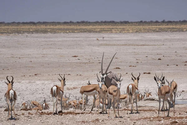 纳米比亚埃托沙国家公园的一个水坑里挤满了羚羊和其他动物 杰姆斯博克 Oryx Gazella 就在那里 — 图库照片